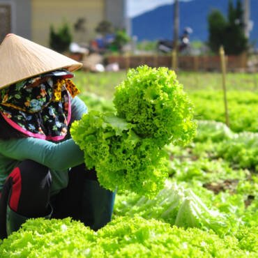 hướng dẫn kỹ thuật canh tác - VASUS