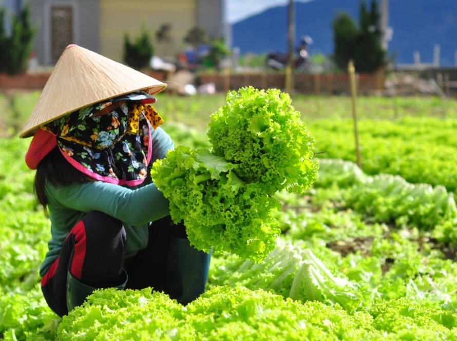 hướng dẫn kỹ thuật canh tác - VASUS
