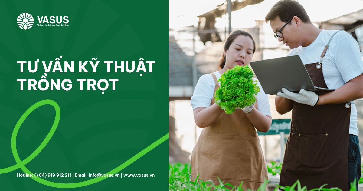 tu van ky thuat trong trot Vasus 1