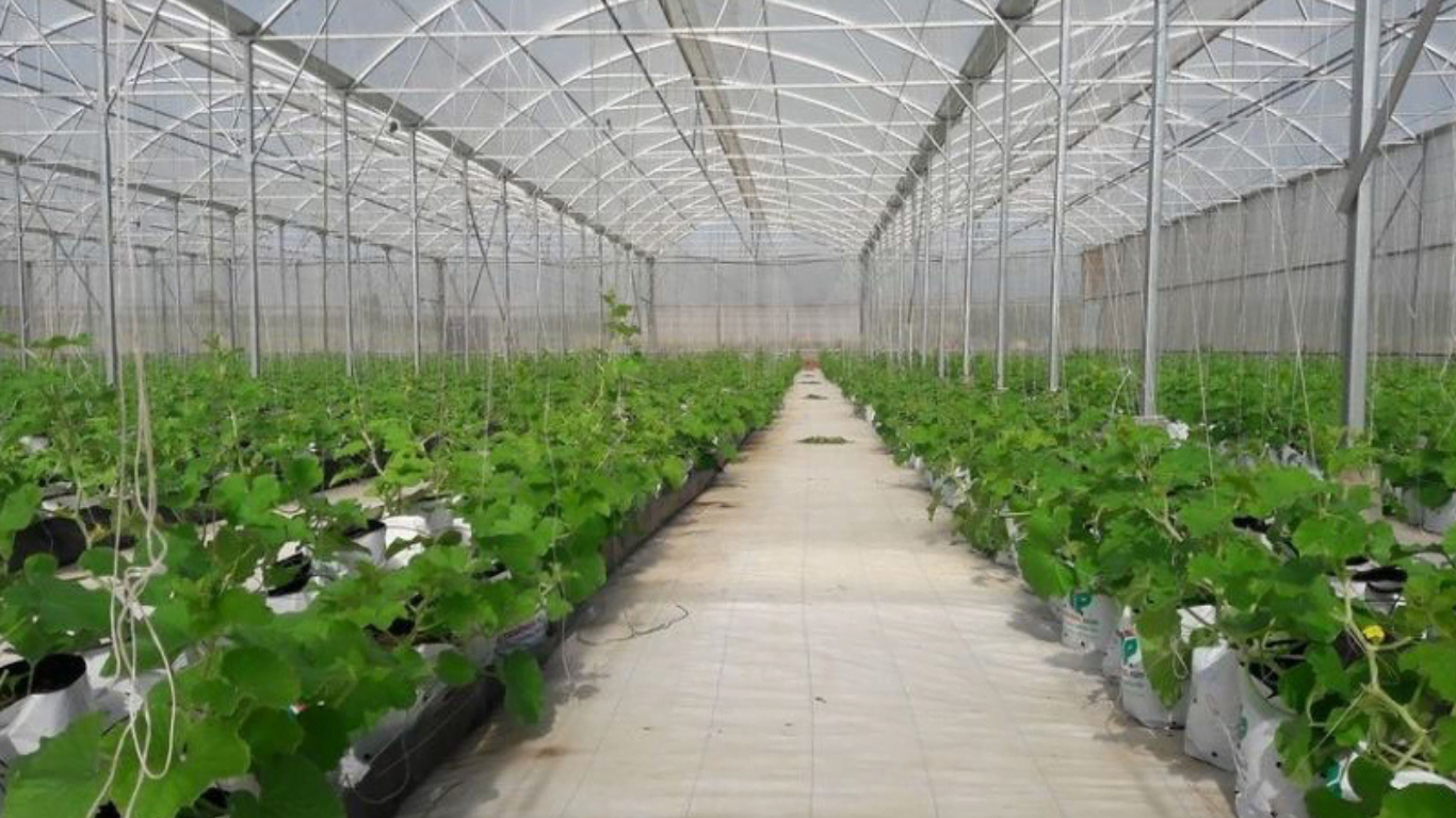chuẩn bị trước khi trồng dưa lưới