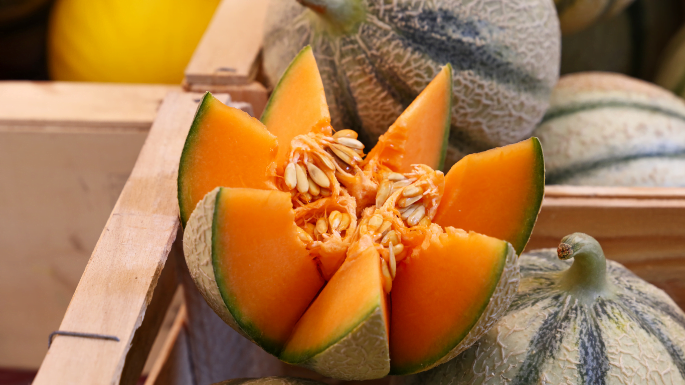 kênh phân phối dưa lưới