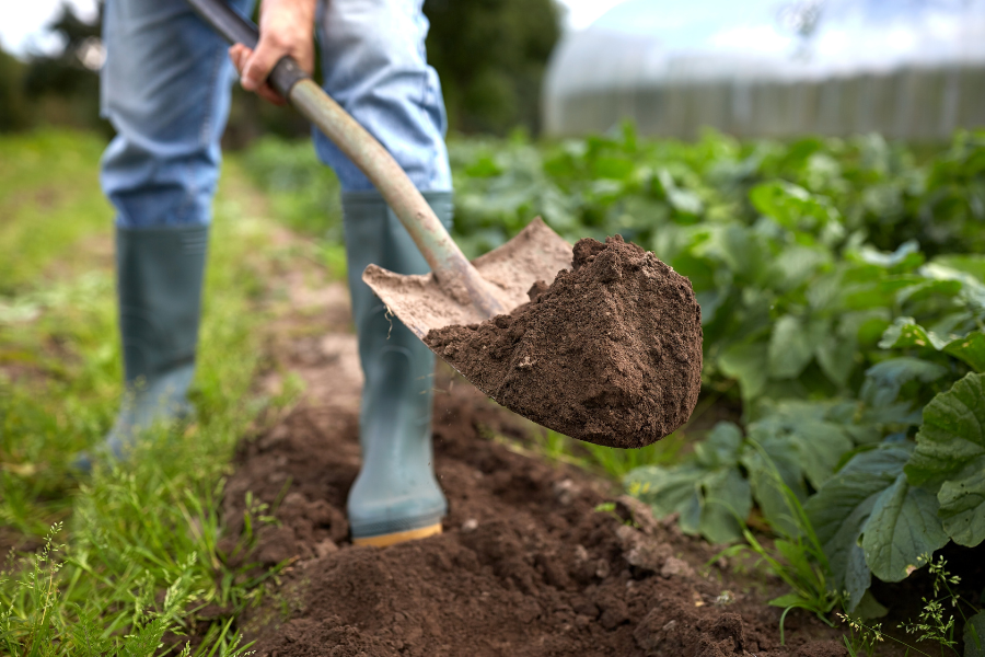 nên bón phân chuồng vào giai đoạn nào để cây có thời gian hấp thụ dinh dưỡng