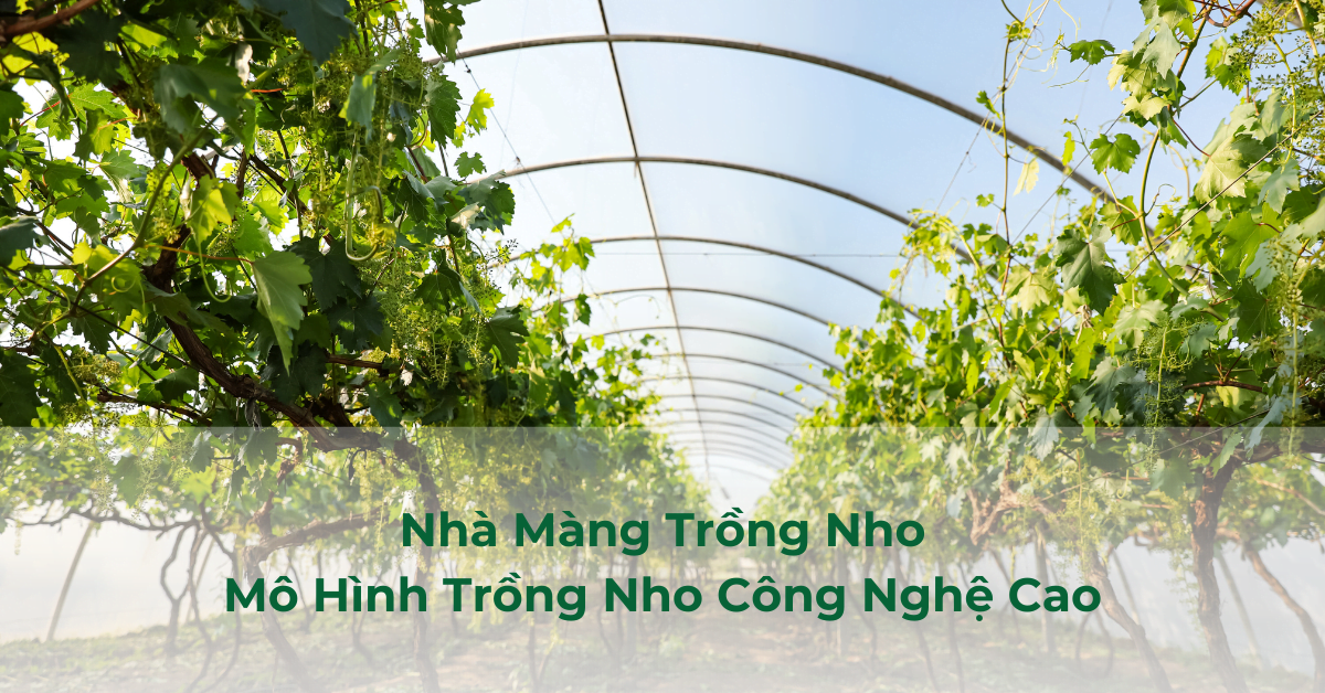 Nhà màng trồng nho - 1 mô hình trồng nho công nghệ cao