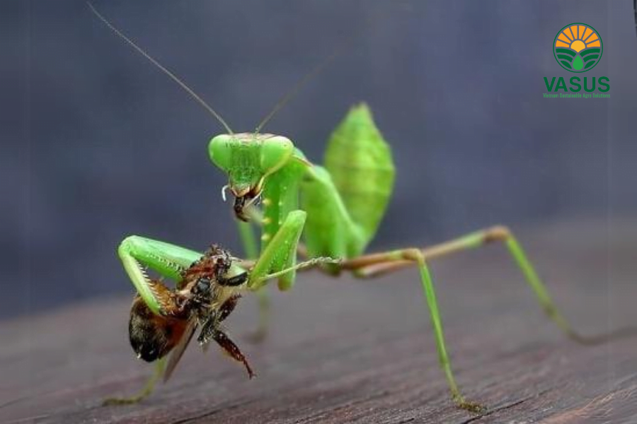 Thiên địch là gì
