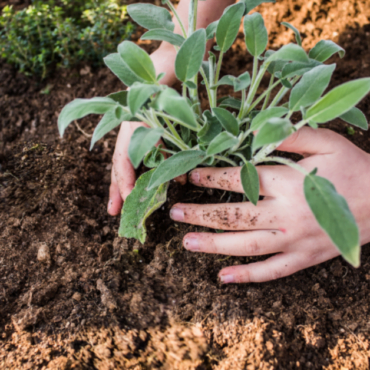 trồng cây nông nghiệp vasus