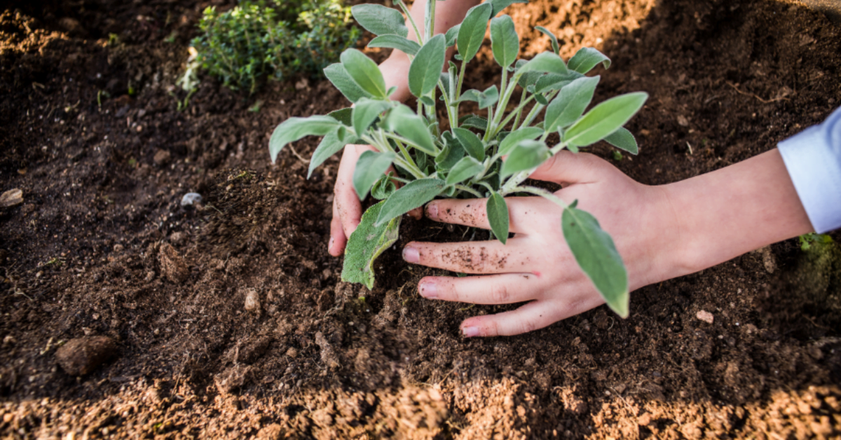 trồng cây nông nghiệp vasus