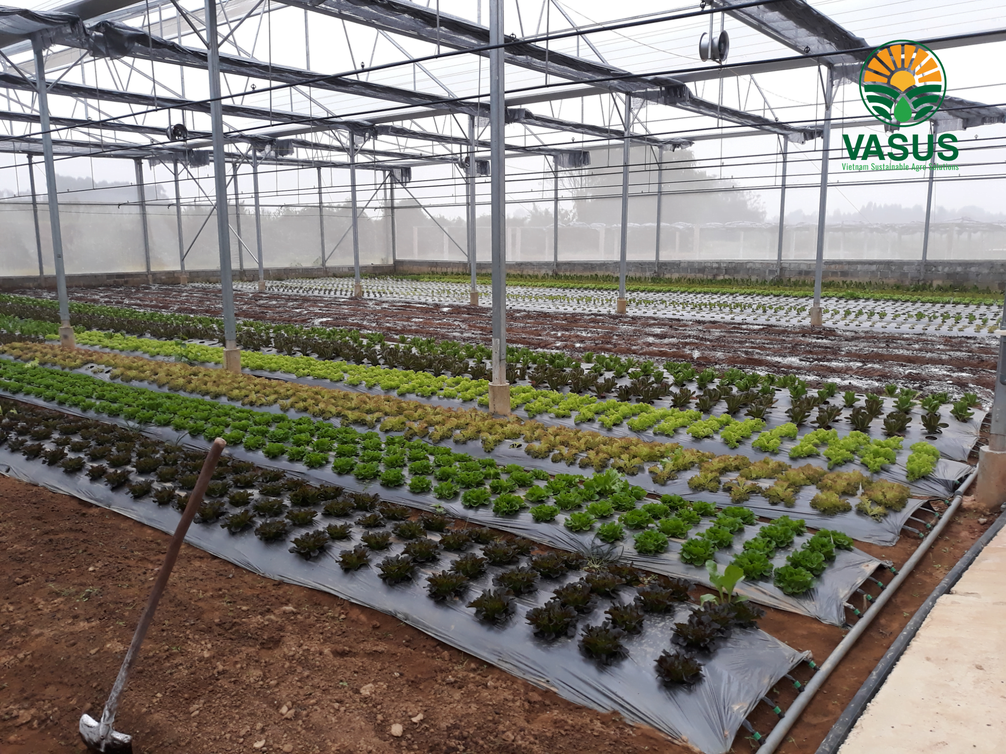 vườn organic