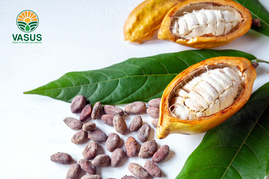 Bí quyết trồng và chăm sóc cây cacao hiệu quả, bội thu, giúp bạn đạt được năng suất cao và chất lượng tốt nhất.