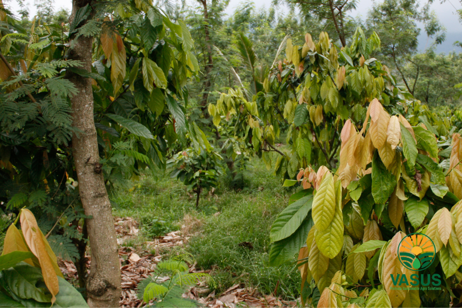 Chăm sóc cây cacao