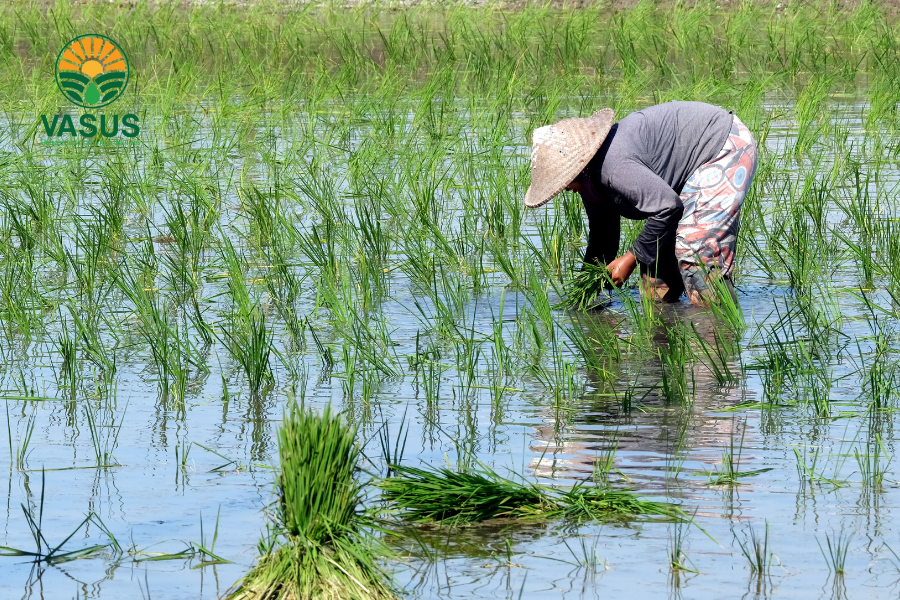 Vai trò của đa dạng sinh học