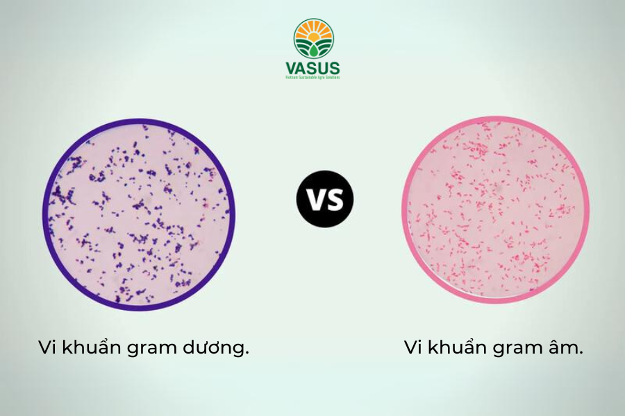 vi khuẩn được chia thành hai nhóm đó là vi khuẩn gram dương và vi khuẩn gram âm.