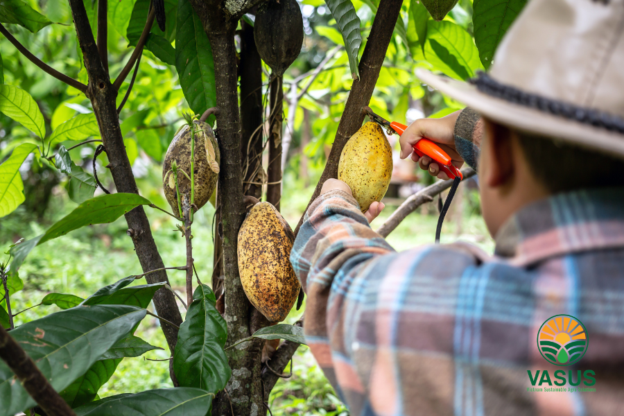 Thu hoạch quả cacao khi quả chuyển sang màu vàng cam.
