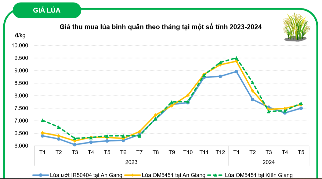 giá-lúa-2023-2024-VASUS