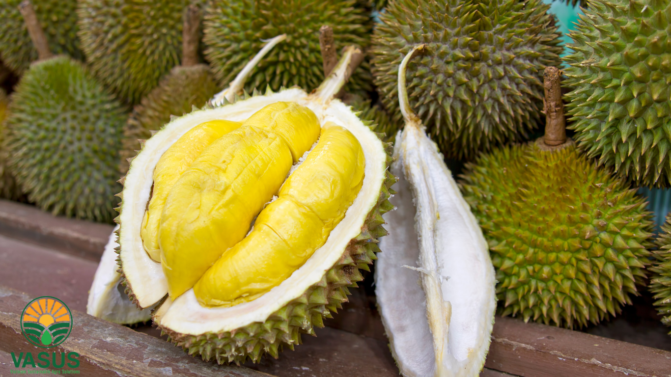 Triển Vọng Tương Lai-VASUS